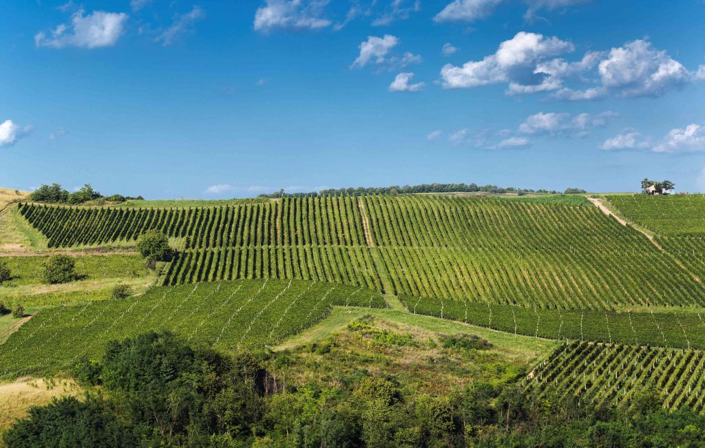 vinarija Bikicki Veliki Radinci Sremska Mitrovica