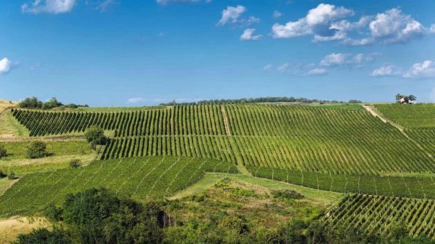 vinarija Bikicki Veliki Radinci Sremska Mitrovica