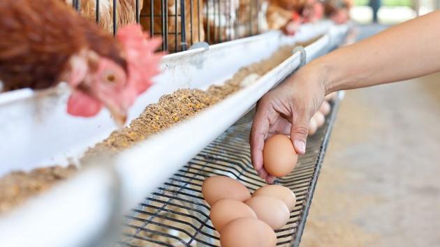 Farma za uzgoj živine i proizvodnju jaja Jaje produkt Čenej Novi Sad