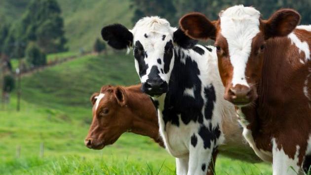 farma za uzgoj krupne stoke Semberija Novo Selo Bijeljina