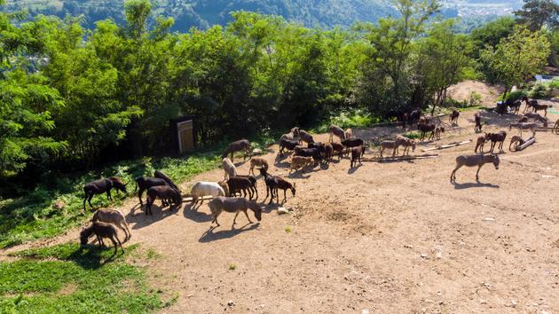 Farma magaraca Mali farmer Zavidovići