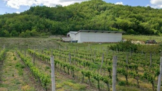 Organska vinarija Todorović Knjaževac