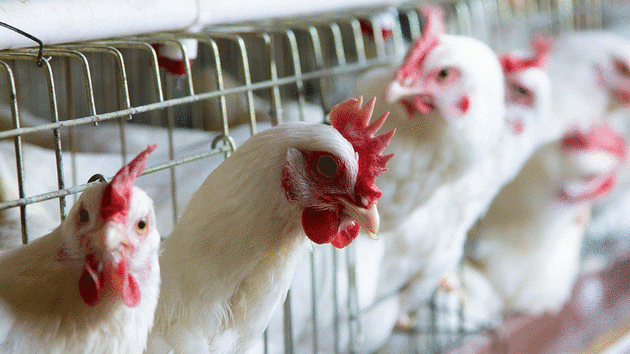 Farma pilića Obed invest Obrež Pećinci
