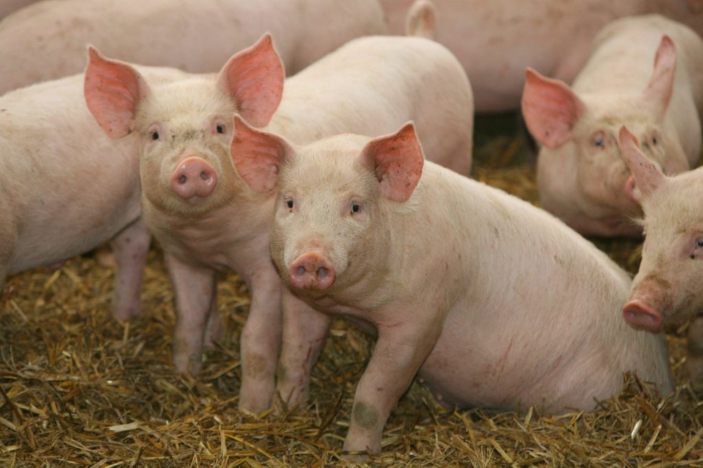 Farma svinja Nukleus centar Pačir Bačka Topola