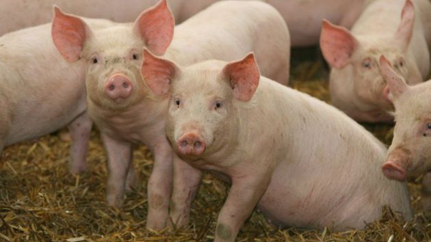 Projekat: Farma svinja Nukleus centar Pačir Bačka Topola