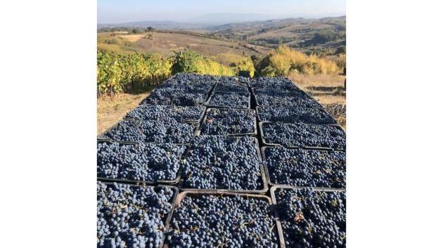 Vinarija Vilimonović 