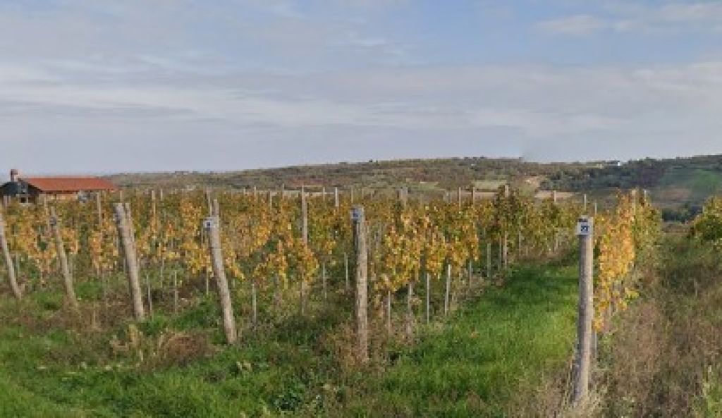 Vinarija Vilotijević Sremski Karlovci