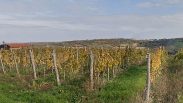 Vinarija Vilotijević Sremski Karlovci