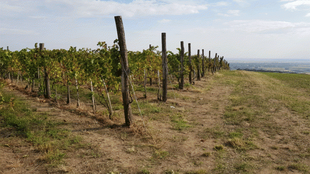 Vinarija Pajić Brčko