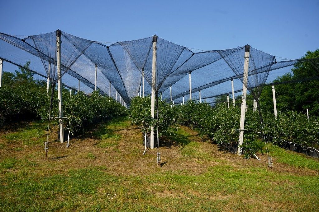 Plantaže i prerada borovnica Zlatna bobica Brežđe Mionica